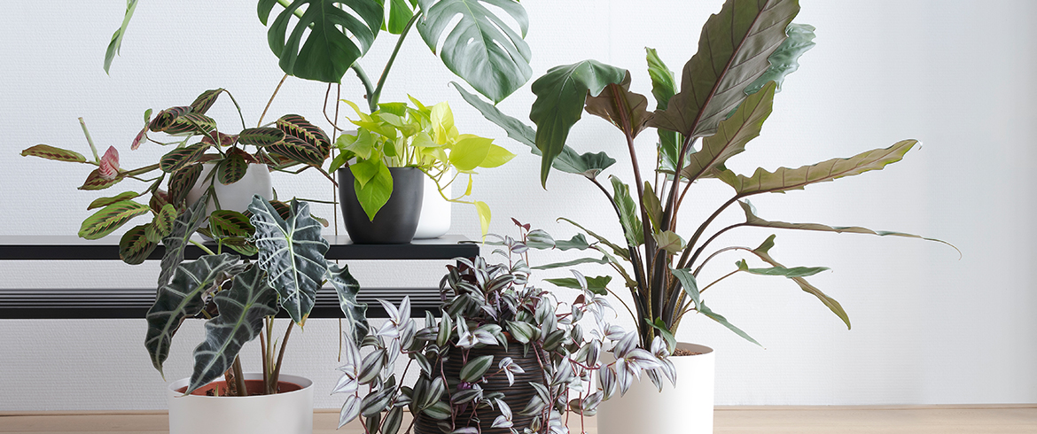 Easiest Plants To Take Care Of 