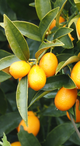 Kumquat, the Fruit of the Mediterranean Region, and Its Benefits 