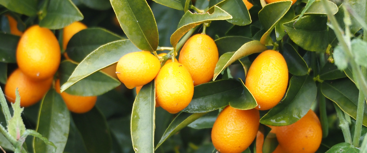 Kumquat, the Fruit of the Mediterranean Region, and Its Benefits 