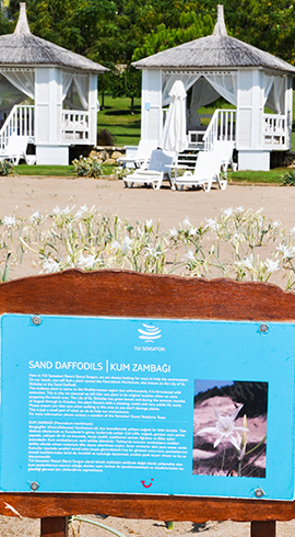 Sea Daffodils Are Under Protection of Barut!