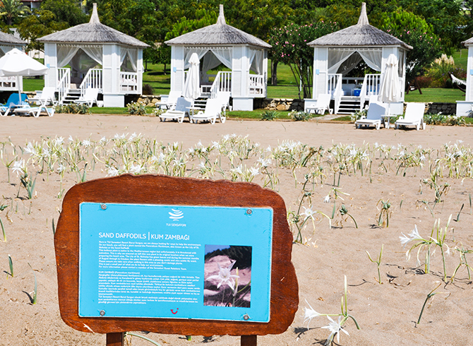 https://blog.baruthotels.com/assets/imgs/upload/6151ad2eda371kum-zambaklari-barut-guvencesi-altinda.jpg