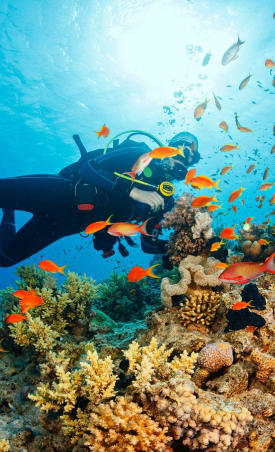 Best Dive Sites in Türkiye 