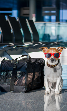 Traveling with Pets: Everything from the Hotel Choice to the Carrier