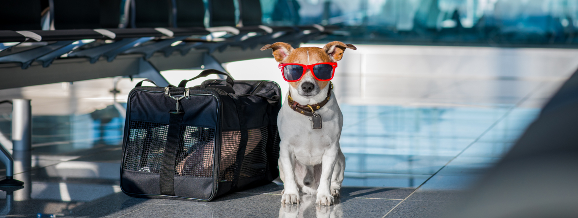 Traveling with Pets: Everything from the Hotel Choice to the Carrier