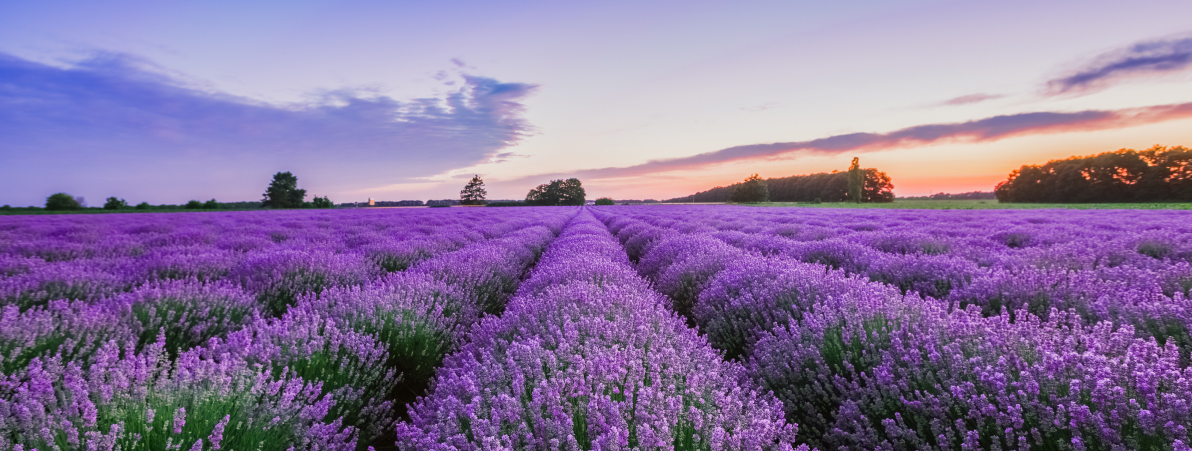 The Most Beautiful Lavender Fields in Türkiye for Unique Photo Frames