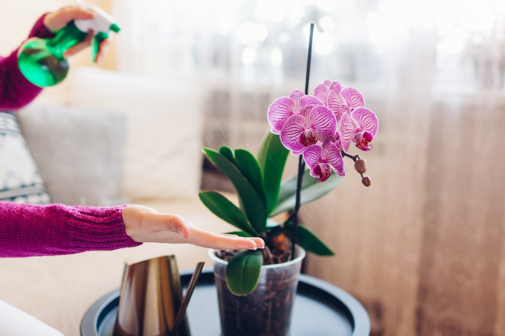 Phalaenopsis Orchid / Orkide